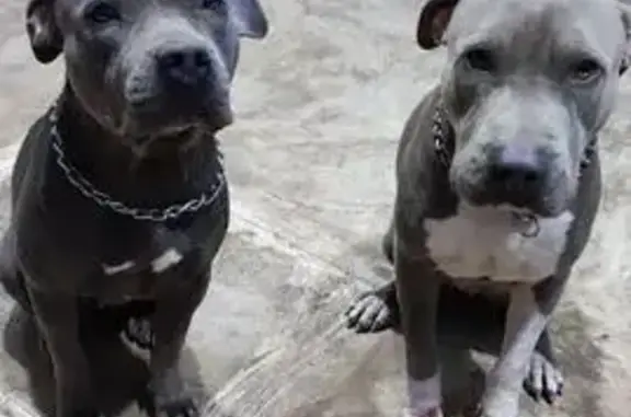 Perdido perro macho, Calle 15,...