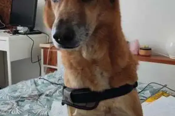 Chien batard ressemblant a un berger malinois. S'est échappé de la commune d'Arthès depuis le 1bis chemin des vernières vers 15h le vendredi 07/08. Il porte un harnes comme sur les photos, il est assez vieux donc il a les babines grises.
