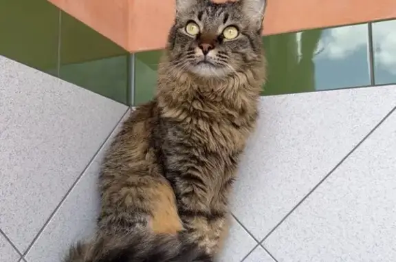 Perdido gato hembra, Calle Fuerteventura, Torrevieja - ojos verdes y asustadiza - photo