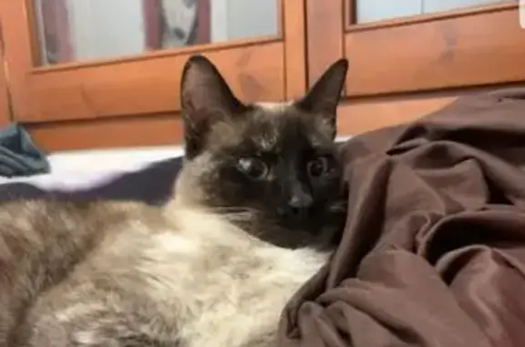 Perdido gato hembra, Carrer del Canigó, 3, Olesa de Montserrat - mezcla de siamés, castrada - photo