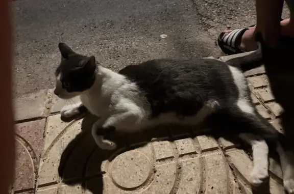 Encontrado gato hembra, Calle...