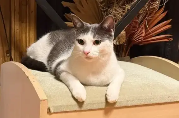 Lost cat, Elford Close, 16, Kings Norton — petite, very skittish - photo