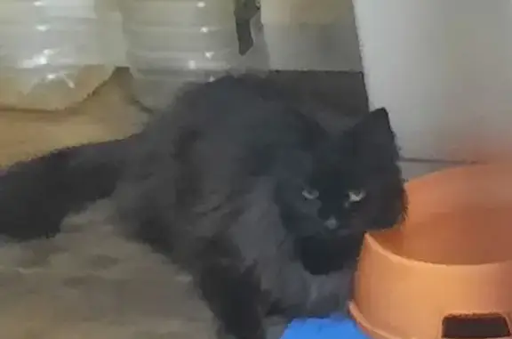 Lost cat, Fifth Avenue, 24, Derwent Valley, Melbourne - long-haired black cat - photo