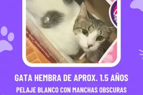Perdido gato hembra, Valle de San Fermín, Ciudad Apodaca - traía collar cuando se perdió - photo