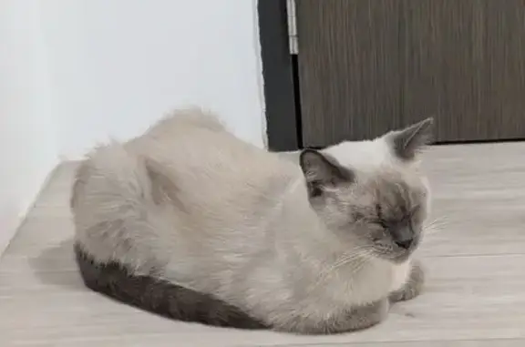 Lost and found pets Singapore, photo: Found cat, Blk 413 Yishun Ring Road, Hougang - male Siamese kitten with blue eyes
