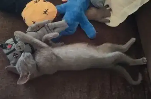 Perdido gato masculino, Calle de Palomares, 14, Villaverde - gatito gris de 3 meses - photo