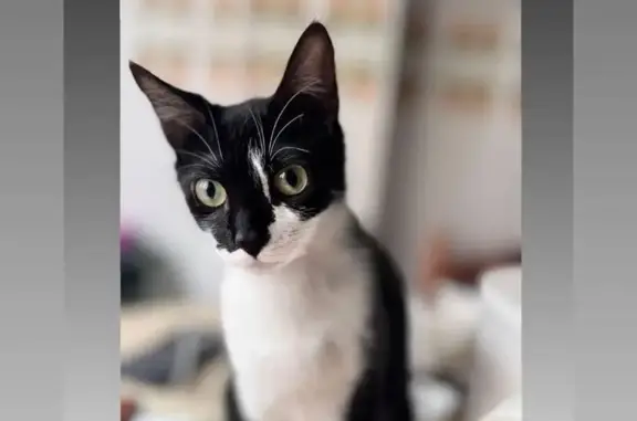 Perdido gato hembra, Calle Juan José Pérez del Molino, 14A, Santander - photo