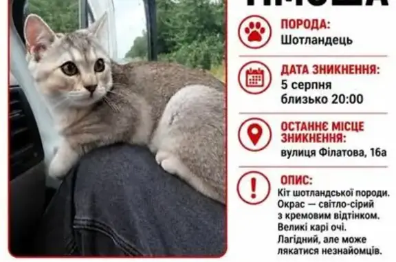 Зникла кішка, вулиця Академіка Філатова, 16а, Одеса — вистрибнула з вікна - photo