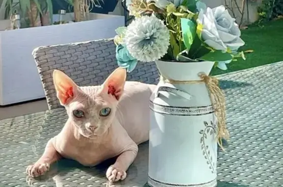 Perdido gato masculino, Carrer del Segre, 17, Sant Boi de Llobregat - Sphynx blanco con ojos azules - photo