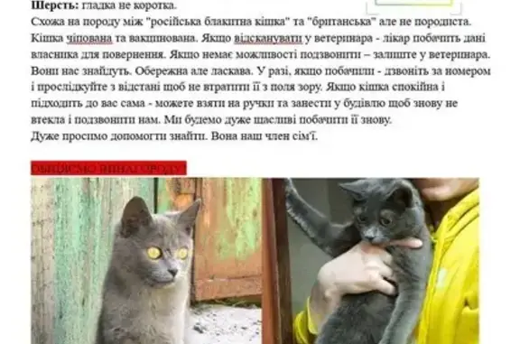 Пошук домашніх тварин в Україні, фото: Зникла кішка, Волинська вулиця, 12, Київ — сіра, 2 роки, Чіпса