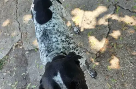 Found dog Temple Hills, photo: Found dog, Temple Hill Road, 5000, Temple Hills - male