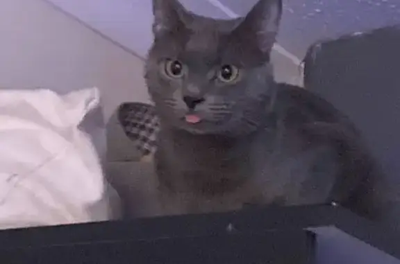 Lost cat, Ladyday Place, 34, Slough — grey, shy, 2 years old - photo