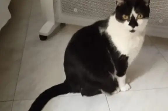Perdido gato masculino, Avenida del Padre Esplá, 50, Alicante - photo