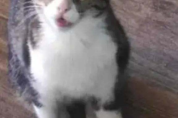 Perdido gato hembra, Paseo de...