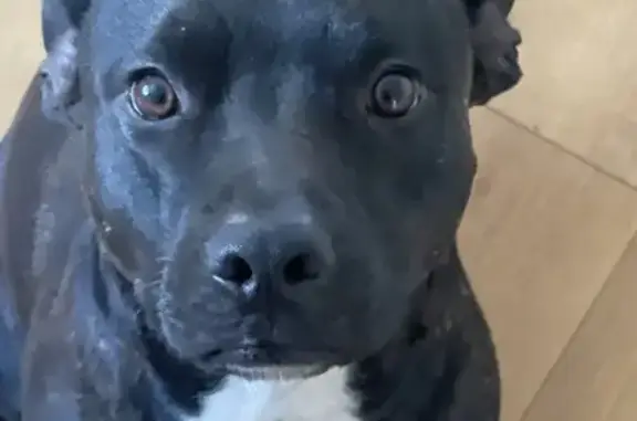 Lost dog, Mandurah, Western Australia, Sydney - black with white chest and paws - photo