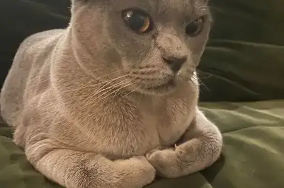 Lost cat, Iffla Street, 56, Melbourne — male, grey Burmese, calm and friendly - photo