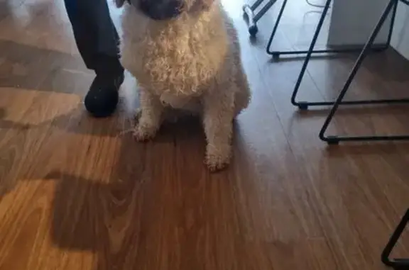 Found dog Bendigo, photo: Found dog, Curtin Street, 17, Bendigo — medium size, looks like a labradoodle
