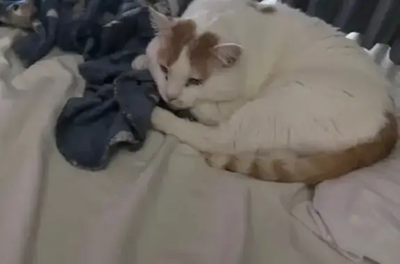 Lost cat, Sommers Street North, 579, North Hudson - mostly white with orange markings - photo