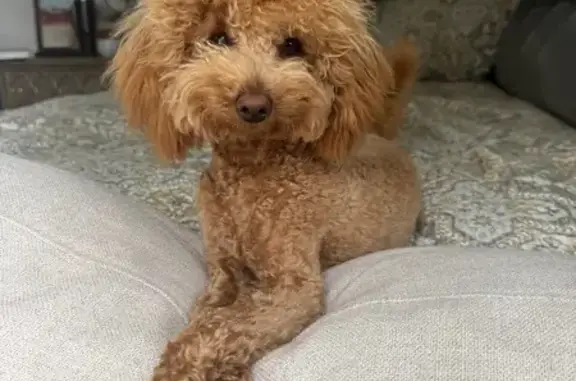 Missing dog East Palo Alto, photo: Lost dog, Clarke Avenue, 2108, East Palo Alto — male Toy Poodle with yellow collar