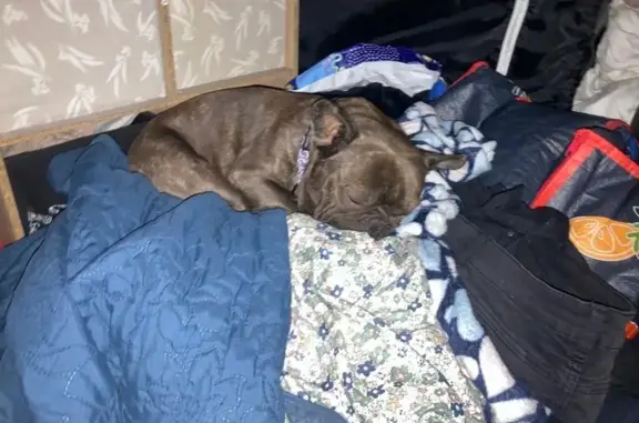 Lost dog, Melbourne - photo