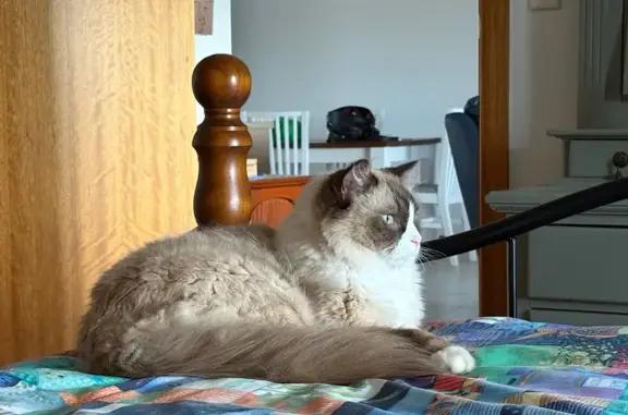 Lost cat, 2 Milan Court, Athelstone, SA— male ragdoll with white tipped front paws - photo