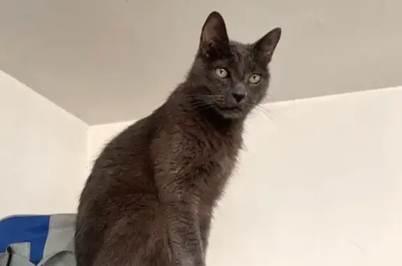 Perdido gato masculino, Calle...