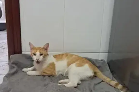 Encontrado gato macho en Carre...