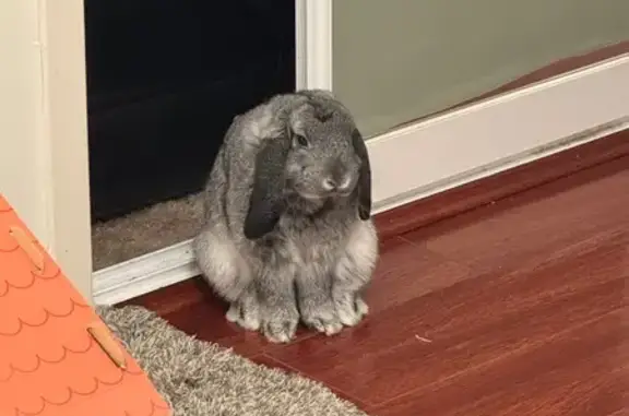 Lost pets Hornsby Shire, photo: Lost rabbit, Hornsby, New South Wales, Hornsby Shire - male, silver grey mini loop