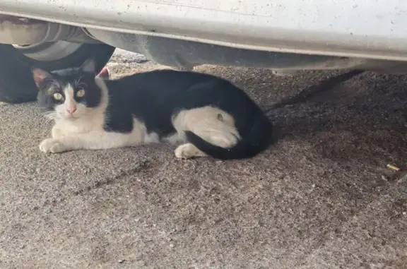 Encontrado gato, Carrer de San...