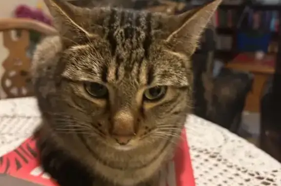 Lost cat, Champion Drive, 32, Armadale — light brown and grey, with a collar and microchip - photo