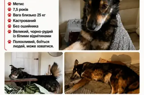 Зникла собака, Карнаухівка — великий чорно-рудий метис з білими відмітинами, кастрований - photo