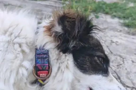 Знайдена собака, провулок Заст...