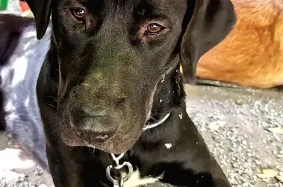 Perdido perro hembra, Cogollos de la Vega, Sevilla - negra con mancha blanca en el pecho y patas - photo