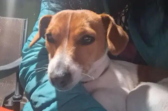Lost dog, Parys, Free State, Johannesburg — taken by a man in a black Bravo - photo