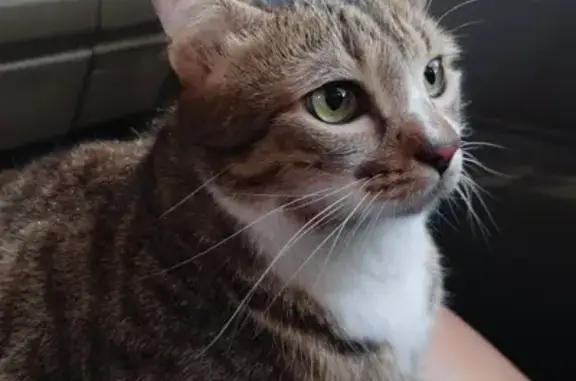 Perdido gato fêmea, Rua Rosa d...