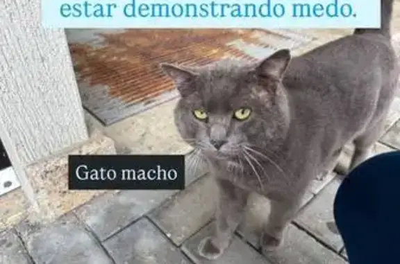 Perdido gato macho, Rua Olária...