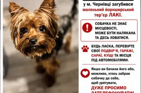 Зникла собака, Проектна вулиця, 3-А, Чернівці - photo