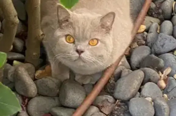 Perdido gato macho, Avenida de Europa, 14, Pozuelo de Alarcón, Villa de Vallecas - British Short Hair lilac - photo