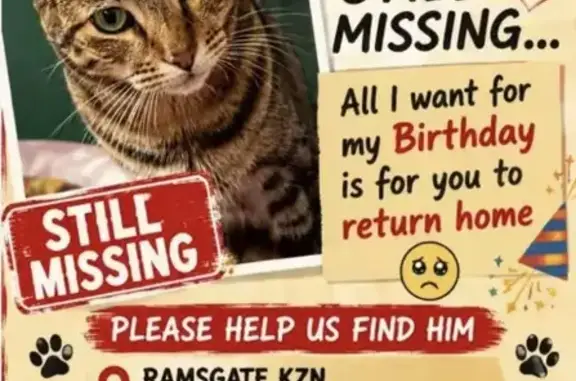 Lost cat, Strachan Street, Mar...