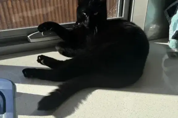 Lost cat, Park Street, 9, Wembley - black, short-haired, green eyes - photo