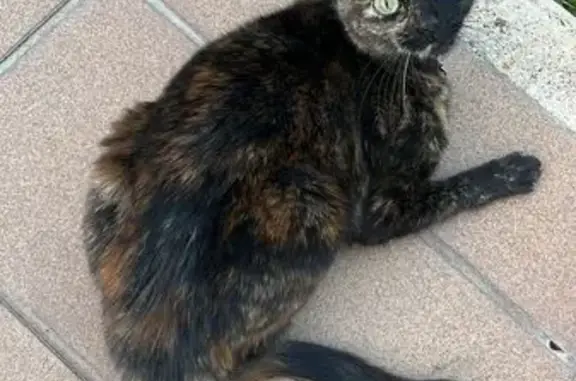 Perdido gato hembra, Sector Malvasia, 151, Matalascañas, Sanlucar de Barrameda - gatita carey asustadiza y juguetona - photo