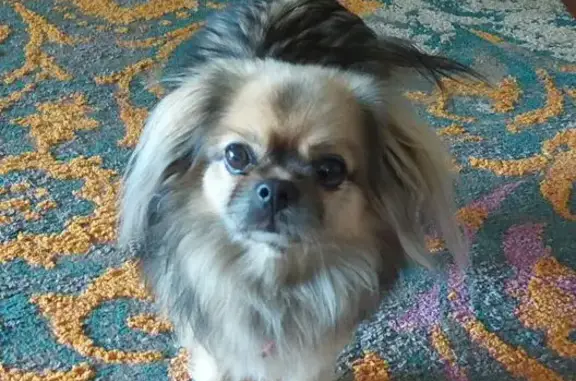 Lost dog, Falcon, Western Australia, Perth - very frightened of storms and rain - photo