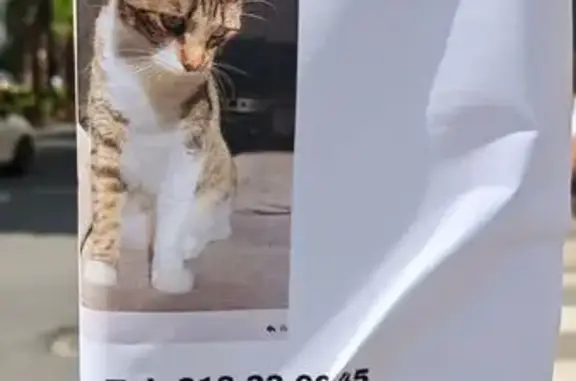 Perdido gato macho en Torrent, Comunidad Valenciana - photo