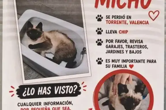 Perdido gato, Carrer Camí Reial, 43, Torrent - photo