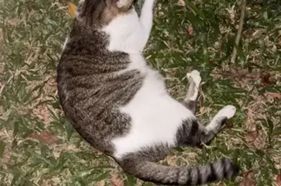 Lost and found pets Singapore, photo: Found cat, Mimosa Road, 51, Serangoon - friendly female cat