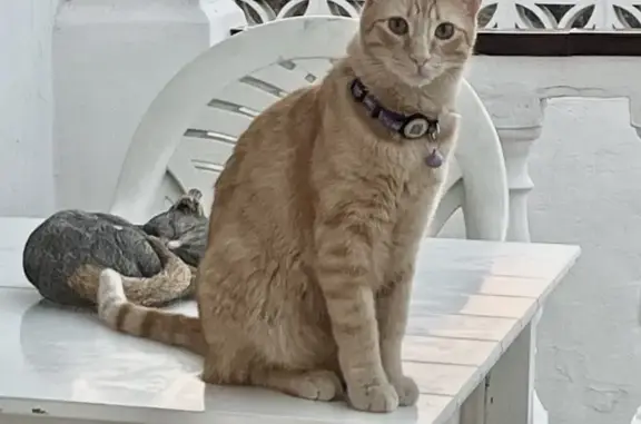 Perdido gato macho, Calle Europa, 20, Nerja, Almunecar - ojos verdes - photo