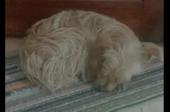 Animales perdidos Colonia Nativitas, foto: Perdido perro hembra, Alsacia, 57, Colonia Nativitas — color amarillo, raza pequeña, sin cola