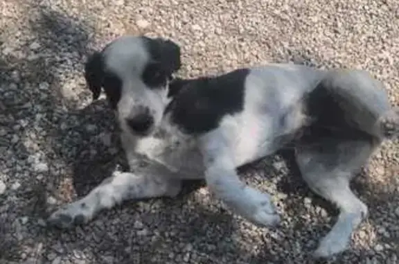 Perdido perro hembra, Sax, Comunidad Valenciana, Elda - blanca y negra - photo