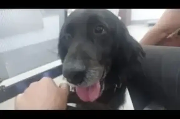 Perdido cachorro macho, Rua Marcelo Moreira, 5 - tamanho médio, preto - photo
