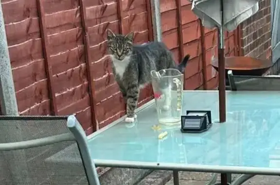 Found cat, Kelston Road, Keyns...